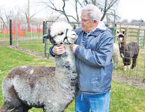 alpacas pinot noir and randy